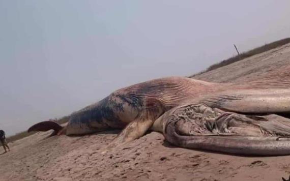 Muere ballena azul en costas de Oaxaca; investigan causas de la muerte