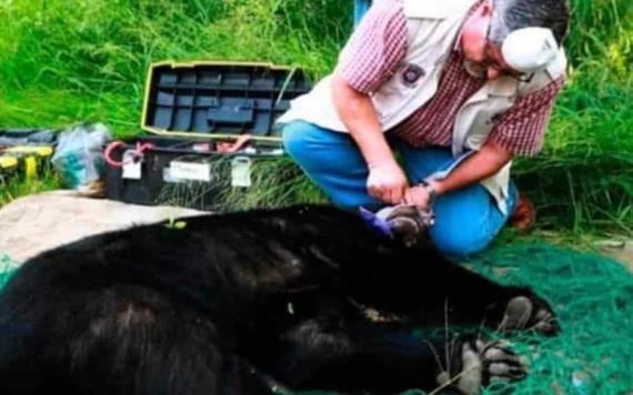 Capturan a un oso negro que estaba dentro de una escuela en Guadalupe, Nuevo León