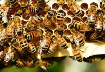 Joven al borde de la muerte tras ataque de abejas en Tabasco