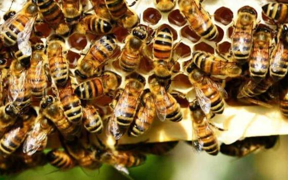 Joven al borde de la muerte tras ataque de abejas en Tabasco