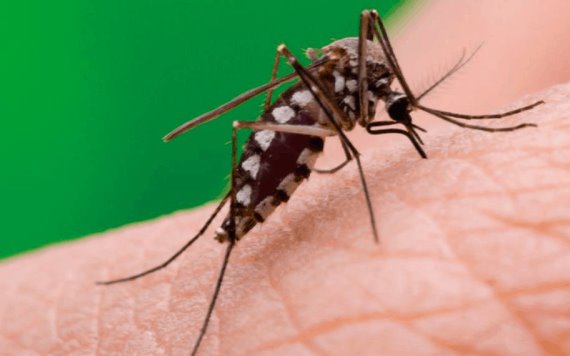 Dengue, Zika y Chikungunya se suman a riesgo sanitario en pandemia