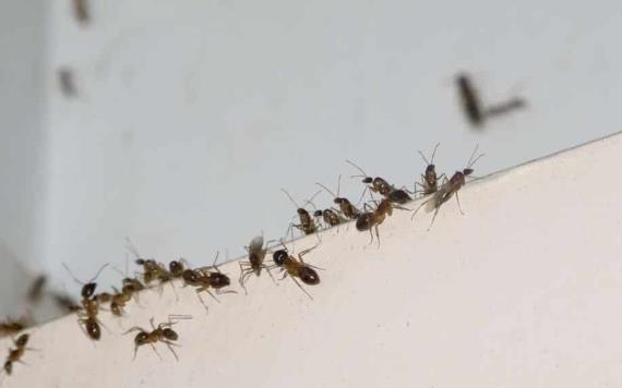 Así podrás liberarte de las hormigas de manera efectiva