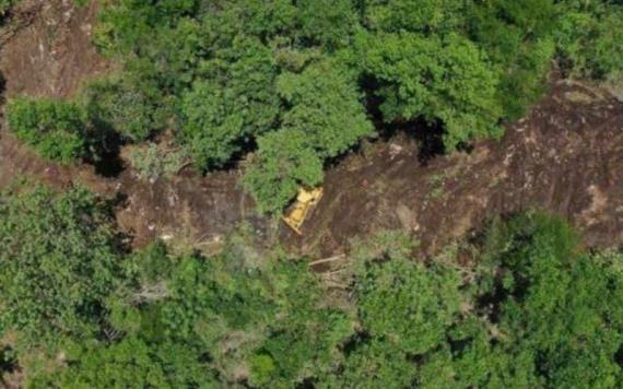 Alertan deforestación por construcción en Playa del Carmen