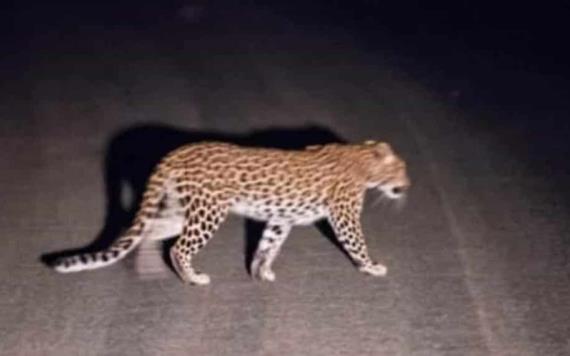 Avistan jaguar en Tacotalpa