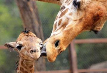 Nacen 30 especies en el zoológico durante contingencia