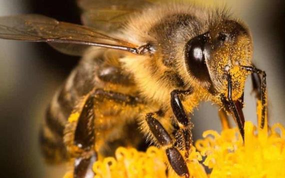 ¿Qué hacer si te pica una abeja, un mosquito o una avispa?