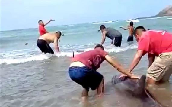 VIDEO: Grupo de pescadores rescatan a delfines varados en la playa