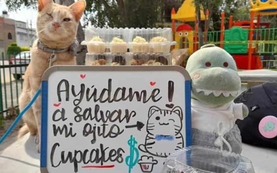 Gatito vende cupcakes para salvar su ojo