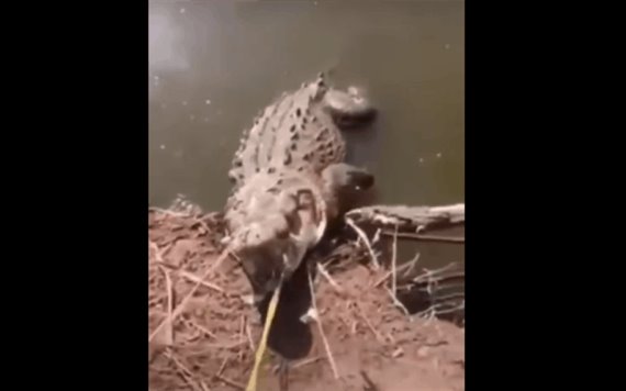 VIDEO: Sujetos capturan enorme caimán y se lo llevan en una moto