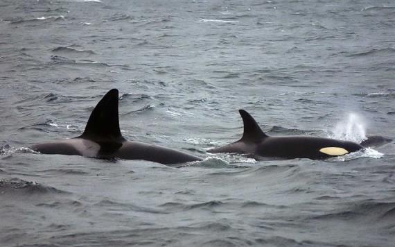 VIDEO: Turistas fueron atacados en su yate por tres ballenas