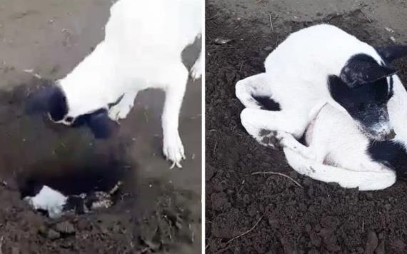 VIDEO: Perrita cava tumba para enterrar a su cachorro recién fallecido