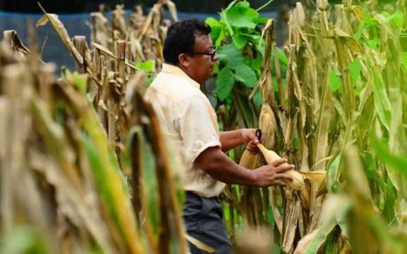 Campesinos de la zona Yokotan de Tamulté recogen su maíz de la milpa entre el agua