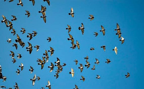 Hallan más de 1000 pájaros muertos en las calles de Filadelfia