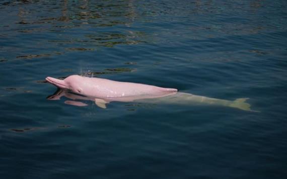 Reaparecen delfines rosados en Hong Kong
