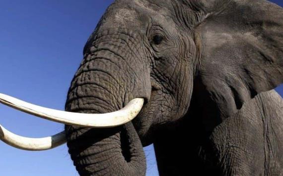 Decomisan a contrabandistas 118 colmillos de elefantes
