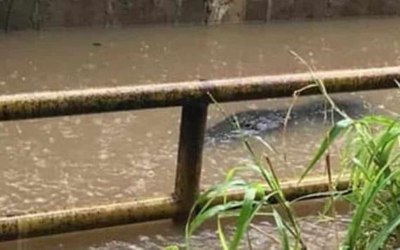 ¿Por qué salen los lagartos a las calles cuando llueve?