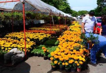 Día de Muertos: 7 datos de la flor de cempasúchil que tal vez no sabías