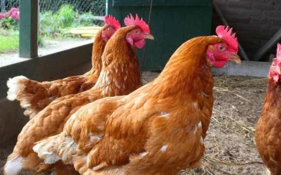 Sacrifican 25 mil aves tras brote de gripe aviar en Dinamarca