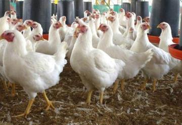 190 mil gallinas y pollos son sacrificados por gripe aviaria