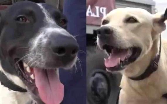 ¡Ya tienen nombre! SEMAR da la bienvenida a los perritos rescatados de inundación en Tabasco