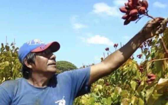 Cultivo de achiote mitiga la economía de los campesinos