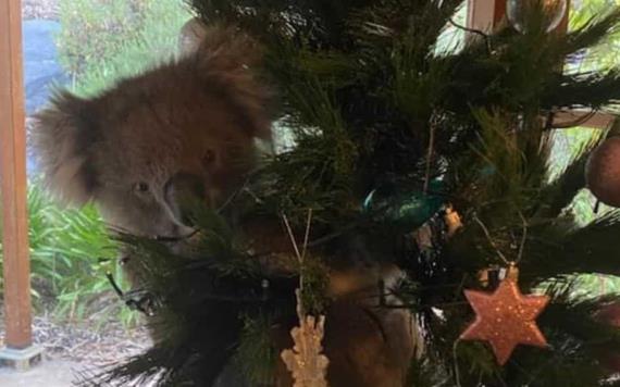Familia es sorprendida tras hallar a koala colgando de su árbol de navidad