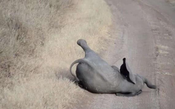 Video: Captan a bebé elefante haciendo berrinche a su mamá