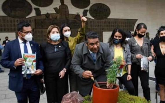 Diputados colocan planta de mariguana en el patio del Congreso