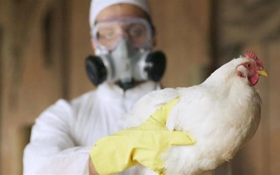 Confirman brote de gripe aviar altamente patógena