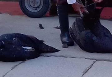 Como cada año no podían faltar los roba pavos