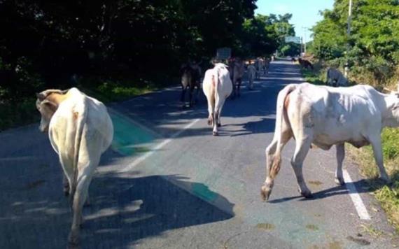 Bovinos sueltos en vías. Automovilistas, conduzcan con precaución