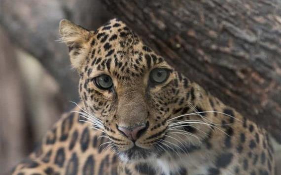 El Tren Maya contribuye a la conservación del jaguar