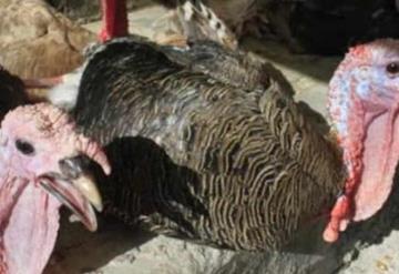 Vendedores de pavo esperan que en este último día del año aun puedan repuntar sus ventas