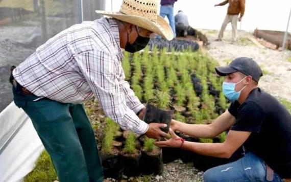 Sin irregularidades Sembrando Vida solventó las observaciones