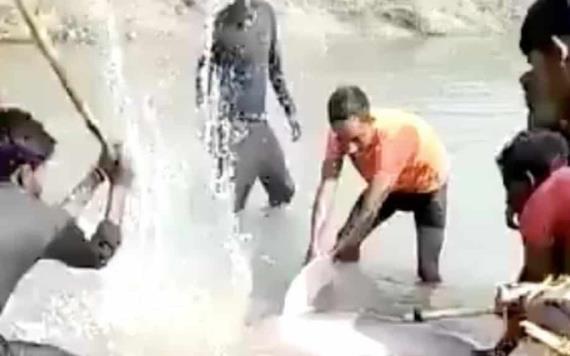 Muere delfín tras ser golpeado por un grupo de jóvenes