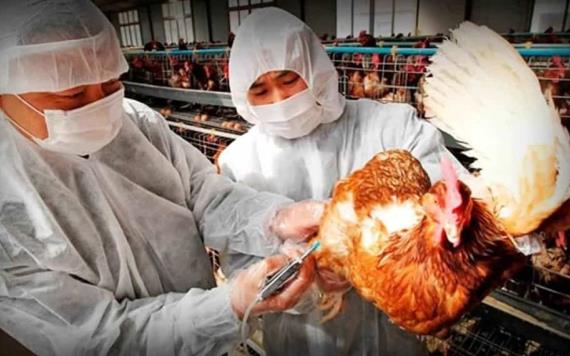Corea del Sur sacrifica a más de 19 millones de aves tras brote de gripe