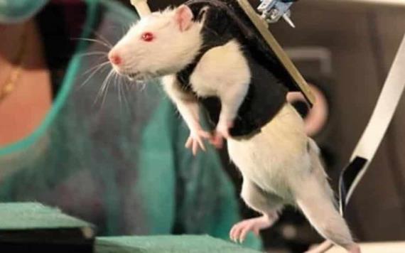 ¡Eureka! Científicos logran que ratones parapléjicos vuelvan a caminar
