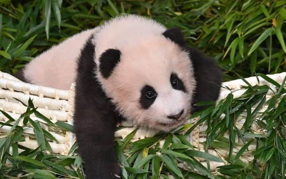 Estoy enamorado de este panda. Es tan lindo y peludo