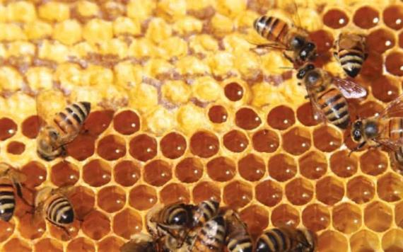 La miel natural puede ayudarte con tratamiento de heridas: Estudio
