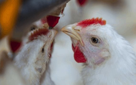 Detectan en Rusia contagio de gripe aviar H5N8