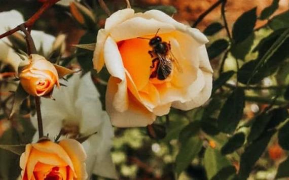 Redescubren abeja que se creía extinta