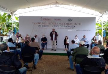 Inicia Programa Emergente de Producción de Banano
