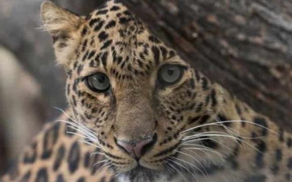 Las jaguarcitas Nicté y Celestún inauguran programa de conservación del Tren Maya