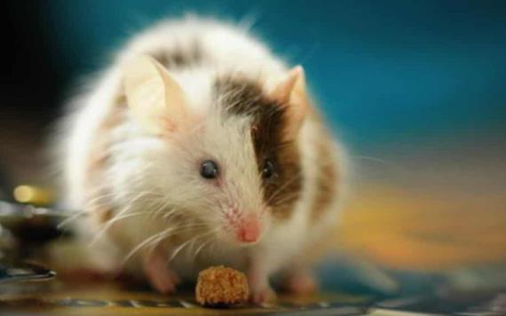 Variantes brasileña y sudafricana de Covid-19 pueden infectar ratones