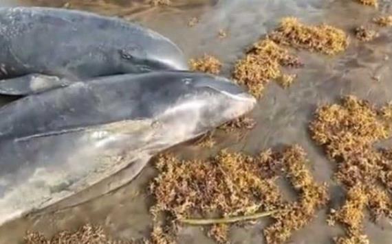 Muerte de delfines y otras especies provoca inquietud: Playas de Ghana