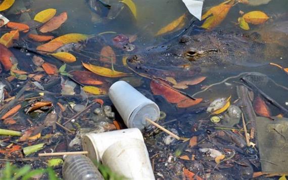 La contaminación va acabando con la fauna en la Laguna de las Ilusiones