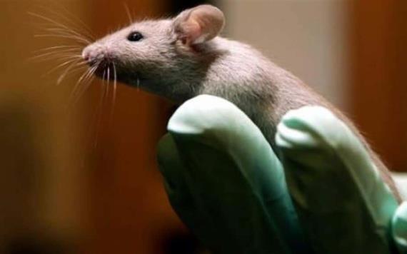 Desarrollan un fármaco que revierte síntomas del alzhéimer en ratones
