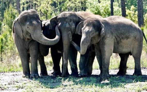 Elefantes "jubilados" de circos llegan a su nueva reserva natural