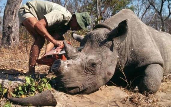 Descuernan rinocerontes en Sudafrica para evitar cazaría