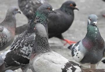 Riesgos de enfermedades producidas por las aves como son las Palomas